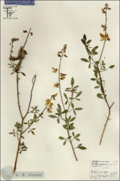 URN_catalog_HBHinton_herbarium_26628.jpg.jpg