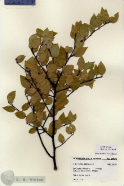 URN_catalog_HBHinton_herbarium_27975.jpg.jpg