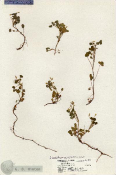 URN_catalog_HBHinton_herbarium_20347.jpg.jpg