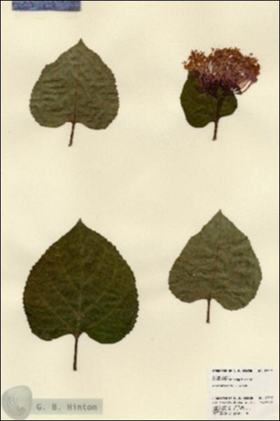 URN_catalog_HBHinton_herbarium_23517.jpg.jpg