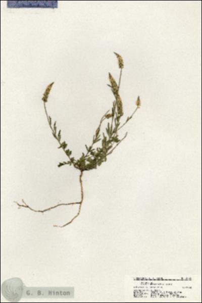 URN_catalog_HBHinton_herbarium_20724.jpg.jpg