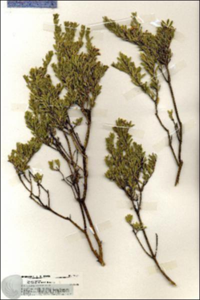 URN_catalog_HBHinton_herbarium_19754.jpg.jpg