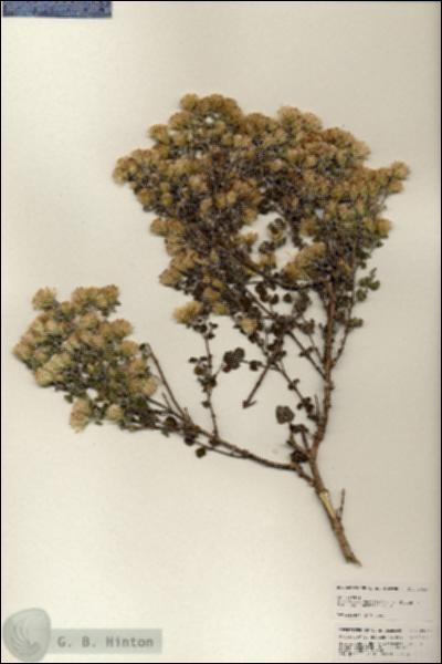 URN_catalog_HBHinton_herbarium_24945.jpg.jpg