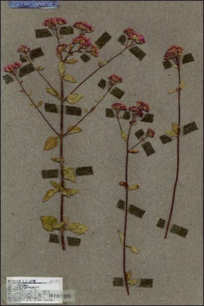 URN_catalog_HBHinton_herbarium_17427.jpg.jpg