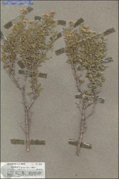 URN_catalog_HBHinton_herbarium_18463.jpg.jpg
