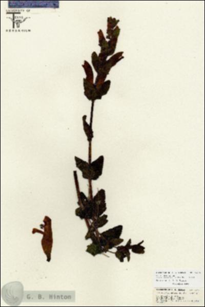 URN_catalog_HBHinton_herbarium_26755.jpg.jpg