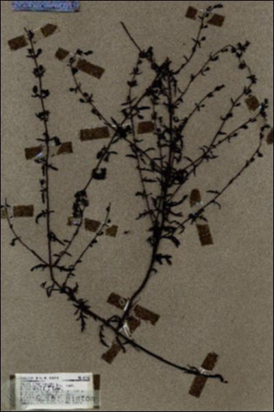 URN_catalog_HBHinton_herbarium_18742.jpg.jpg