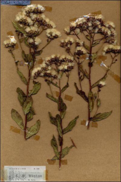 URN_catalog_HBHinton_herbarium_18585.jpg.jpg