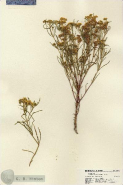 URN_catalog_HBHinton_herbarium_22363.jpg.jpg