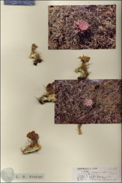 URN_catalog_HBHinton_herbarium_18796.jpg.jpg