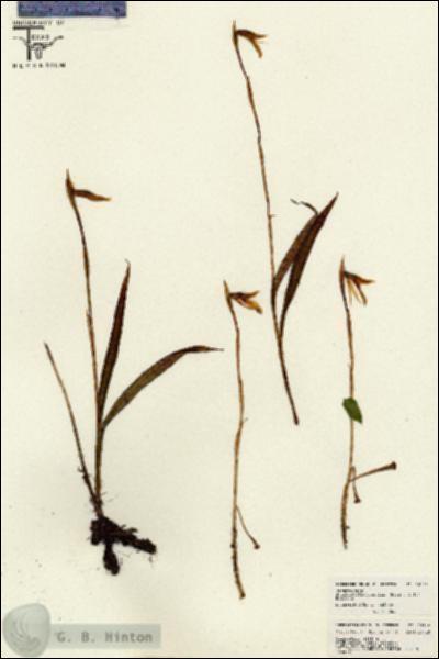 URN_catalog_HBHinton_herbarium_26140.jpg.jpg