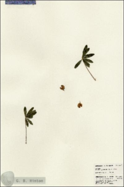URN_catalog_HBHinton_herbarium_23925.jpg.jpg