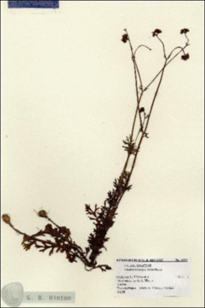 URN_catalog_HBHinton_herbarium_1663.jpg.jpg