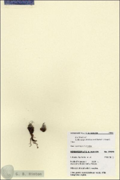 URN_catalog_HBHinton_herbarium_27870.jpg.jpg