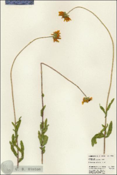 URN_catalog_HBHinton_herbarium_23019.jpg.jpg