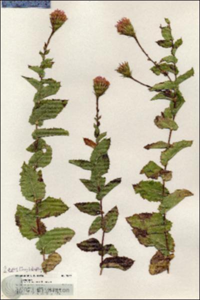 URN_catalog_HBHinton_herbarium_20869.jpg.jpg