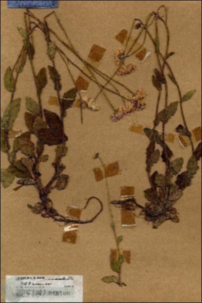 URN_catalog_HBHinton_herbarium_17871.jpg.jpg
