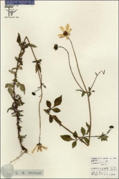 URN_catalog_HBHinton_herbarium_26235.jpg.jpg