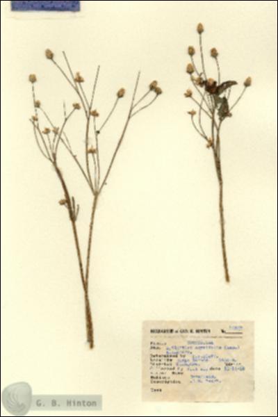 URN_catalog_HBHinton_herbarium_14847.jpg.jpg