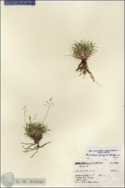 URN_catalog_HBHinton_herbarium_27026.jpg.jpg