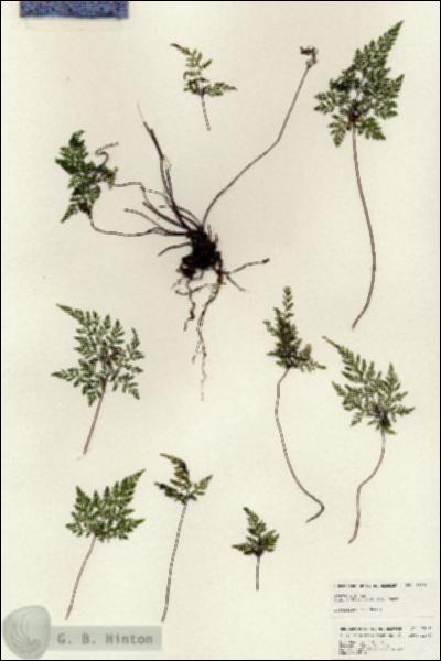 URN_catalog_HBHinton_herbarium_25125.jpg.jpg