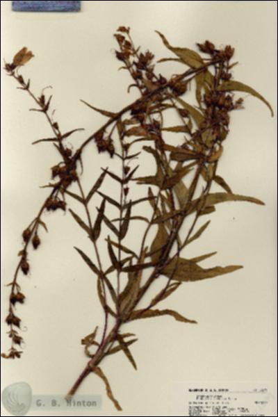 URN_catalog_HBHinton_herbarium_22579.jpg.jpg