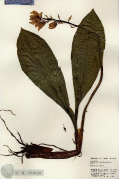 URN_catalog_HBHinton_herbarium_23081.jpg.jpg
