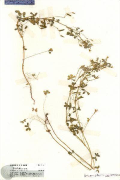 URN_catalog_HBHinton_herbarium_19415.jpg.jpg