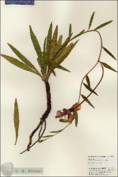URN_catalog_HBHinton_herbarium_25383.jpg.jpg