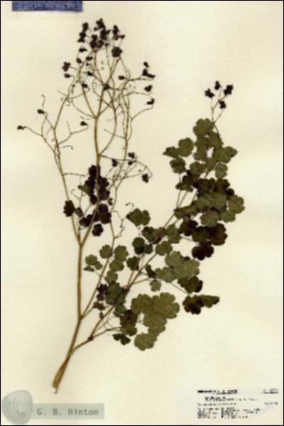 URN_catalog_HBHinton_herbarium_22309.jpg.jpg