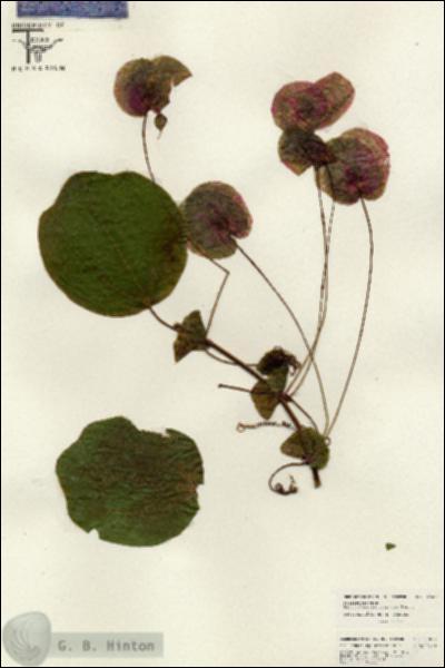 URN_catalog_HBHinton_herbarium_26617.jpg.jpg