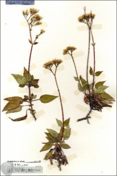 URN_catalog_HBHinton_herbarium_20152.jpg.jpg