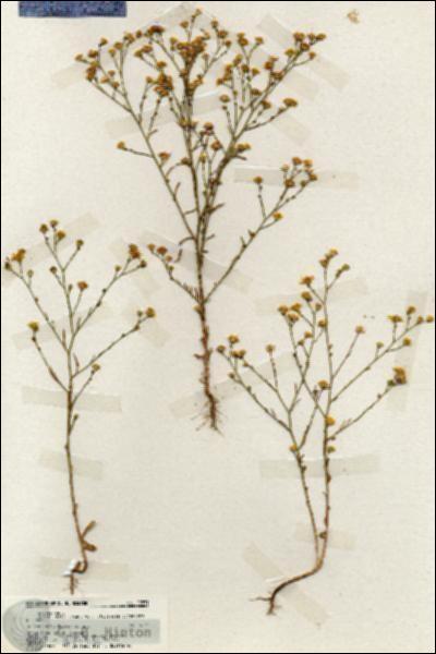URN_catalog_HBHinton_herbarium_19871.jpg.jpg