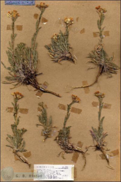 URN_catalog_HBHinton_herbarium_17034.jpg.jpg