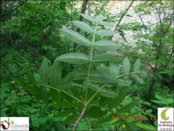 77267_S1_HJ2_20130701_005_001.jpg.jpg