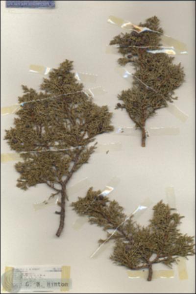 URN_catalog_HBHinton_herbarium_19103.jpg.jpg