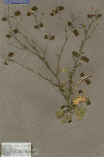URN_catalog_HBHinton_herbarium_17736.jpg.jpg