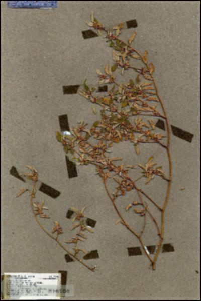 URN_catalog_HBHinton_herbarium_17694.jpg.jpg