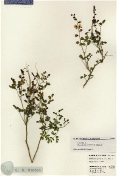 URN_catalog_HBHinton_herbarium_23368.jpg.jpg