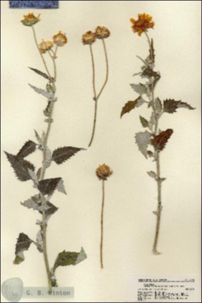 URN_catalog_HBHinton_herbarium_22184.jpg.jpg
