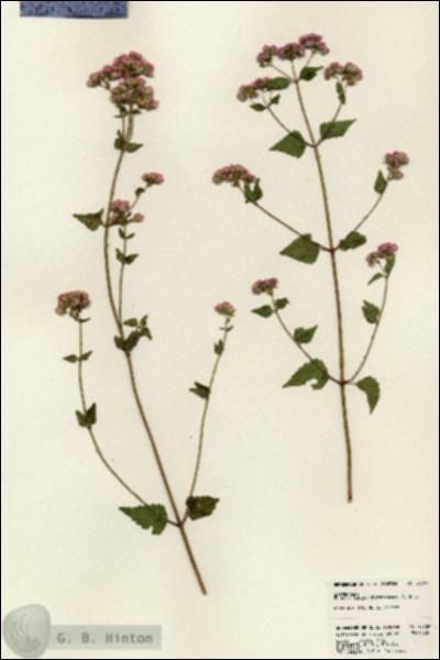 URN_catalog_HBHinton_herbarium_23789.jpg.jpg