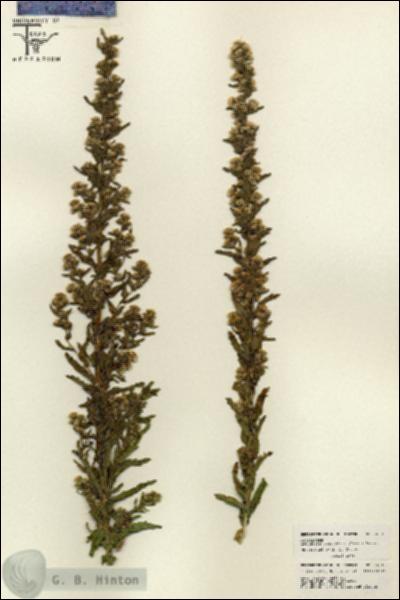 URN_catalog_HBHinton_herbarium_26013.jpg.jpg