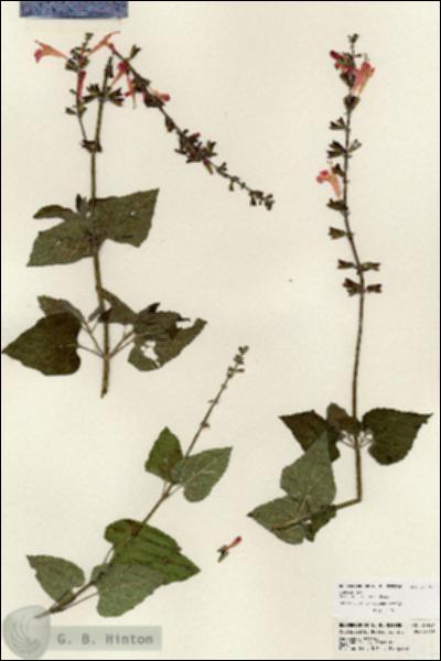 URN_catalog_HBHinton_herbarium_24197.jpg.jpg