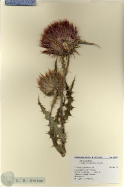 URN_catalog_HBHinton_herbarium_18917.jpg.jpg
