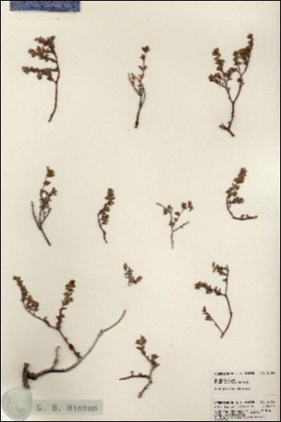 URN_catalog_HBHinton_herbarium_24769.jpg.jpg