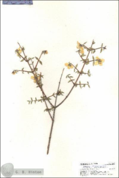 URN_catalog_HBHinton_herbarium_20445.jpg.jpg