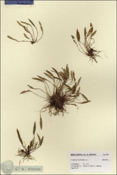 URN_catalog_HBHinton_herbarium_970.jpg.jpg