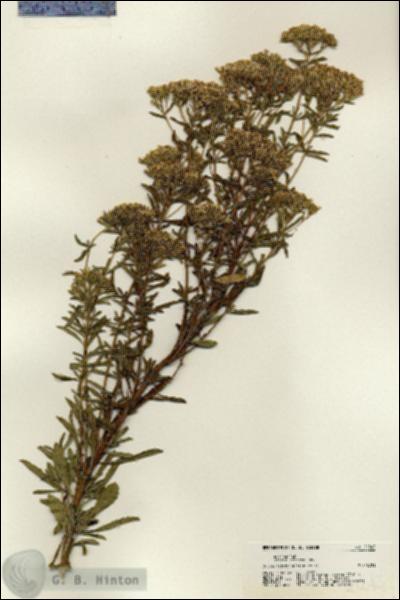 URN_catalog_HBHinton_herbarium_21243.jpg.jpg