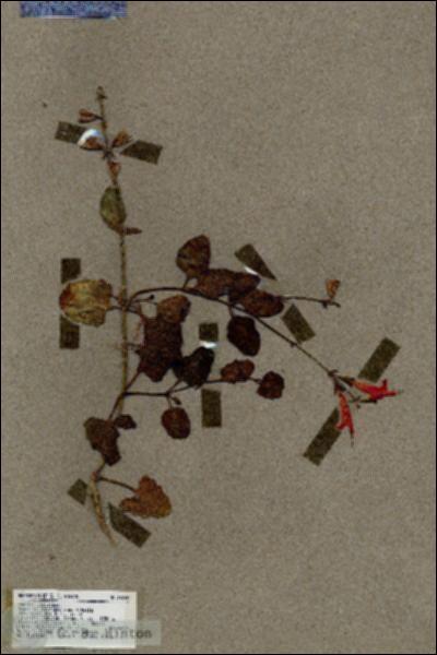 URN_catalog_HBHinton_herbarium_18768.jpg.jpg