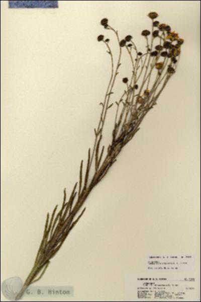 URN_catalog_HBHinton_herbarium_21963.jpg.jpg